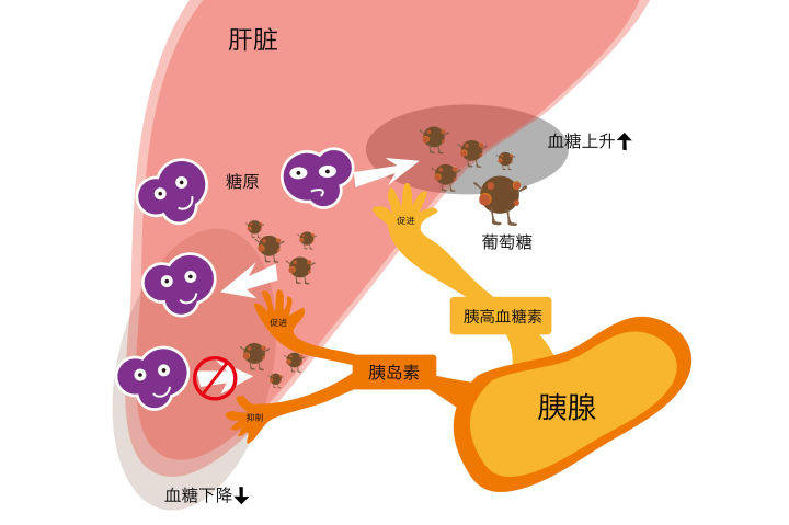 肝脏的功能和作用