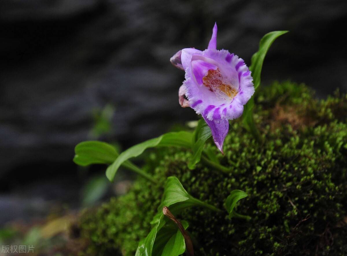 山慈菇痛风的常用止痛药不是菇是兰花的一种