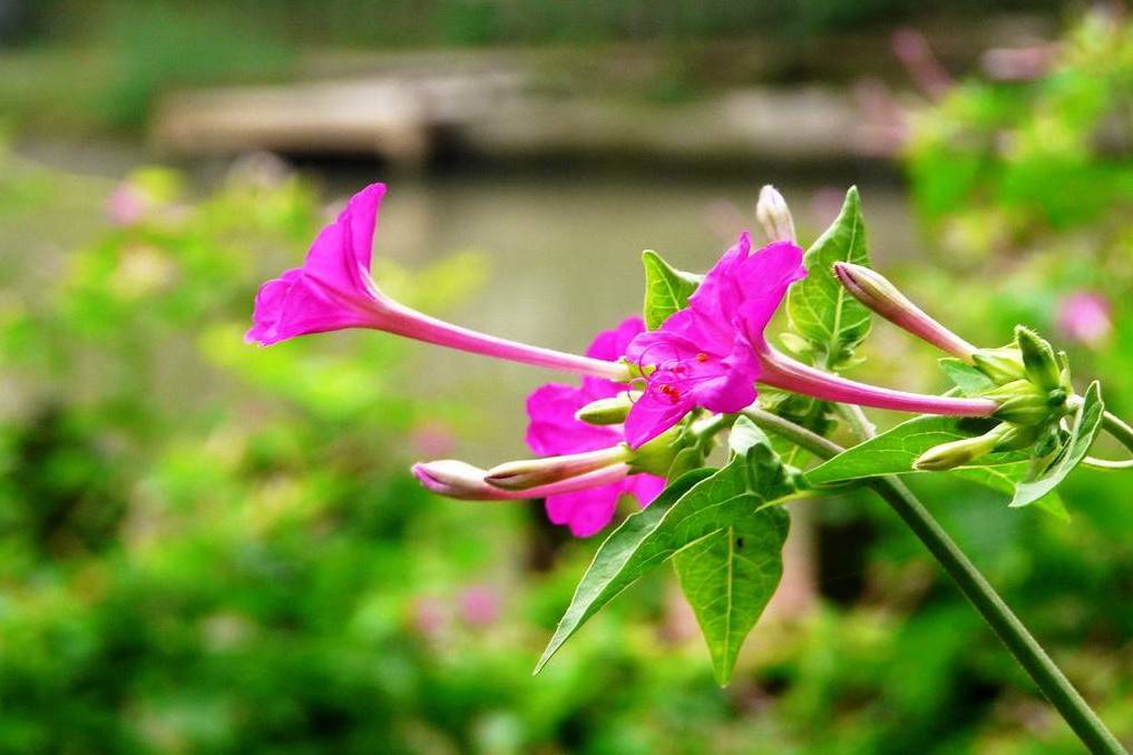 紫茉莉花序类型图片