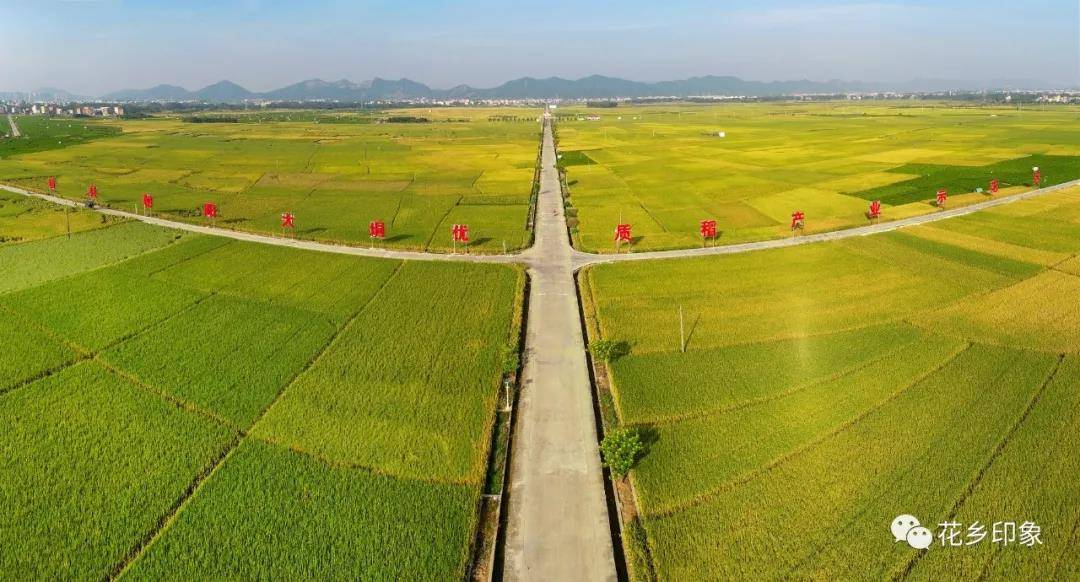 这个秋天别错过横县的金色稻田