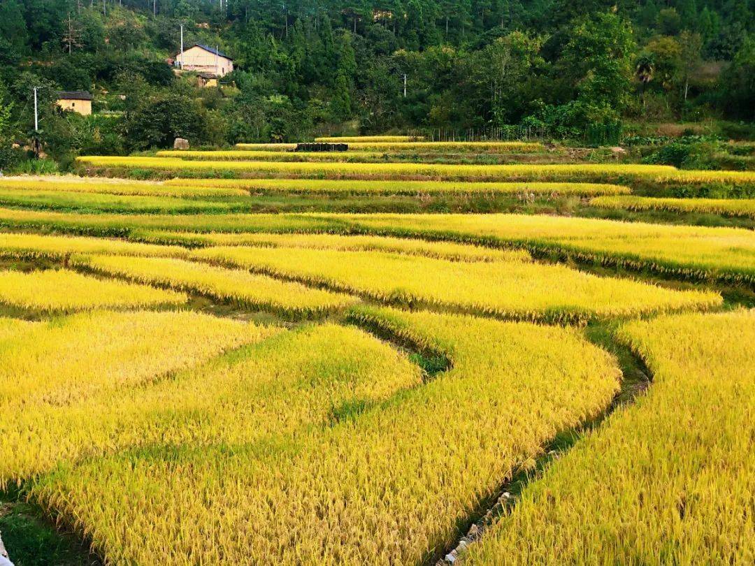 云宿稻田晚风虫唱蛙鸣满足你对田园风光的无限遐想