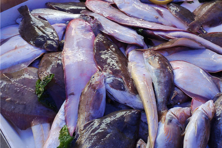 这鱼名字有点怪,大连人都爱,肉嫩刺儿又少,炖着吃特馋人!_手机搜狐网