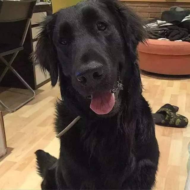 因为能欣赏到黑色毛发狗狗的主人并不多,所以黑色毛发的狗狗不是市场