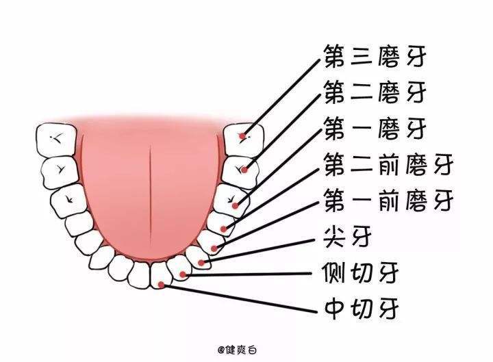 牙齿的位置图图片