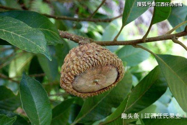 人称"风流果",多年结一次果,既是水果也是菜,泡酒更受追捧_手机搜狐网