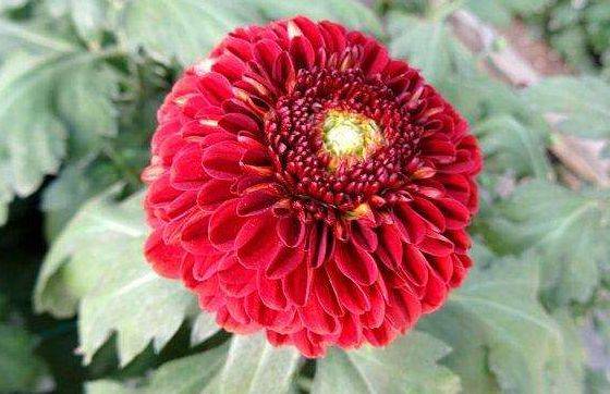 新手养花就养一盆"红色乒乓菊",似桃吐丹霞,花期长适合盆栽养