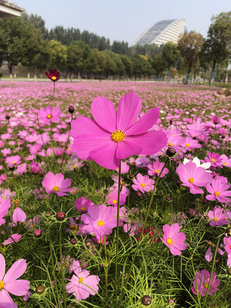 陽光甚好,在漢陽遊花田花海.