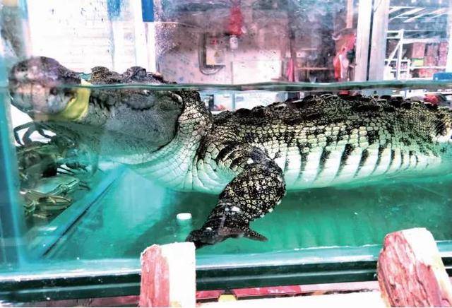 什么情况有市民反映昆明和平村海鲜市场卖活鳄鱼