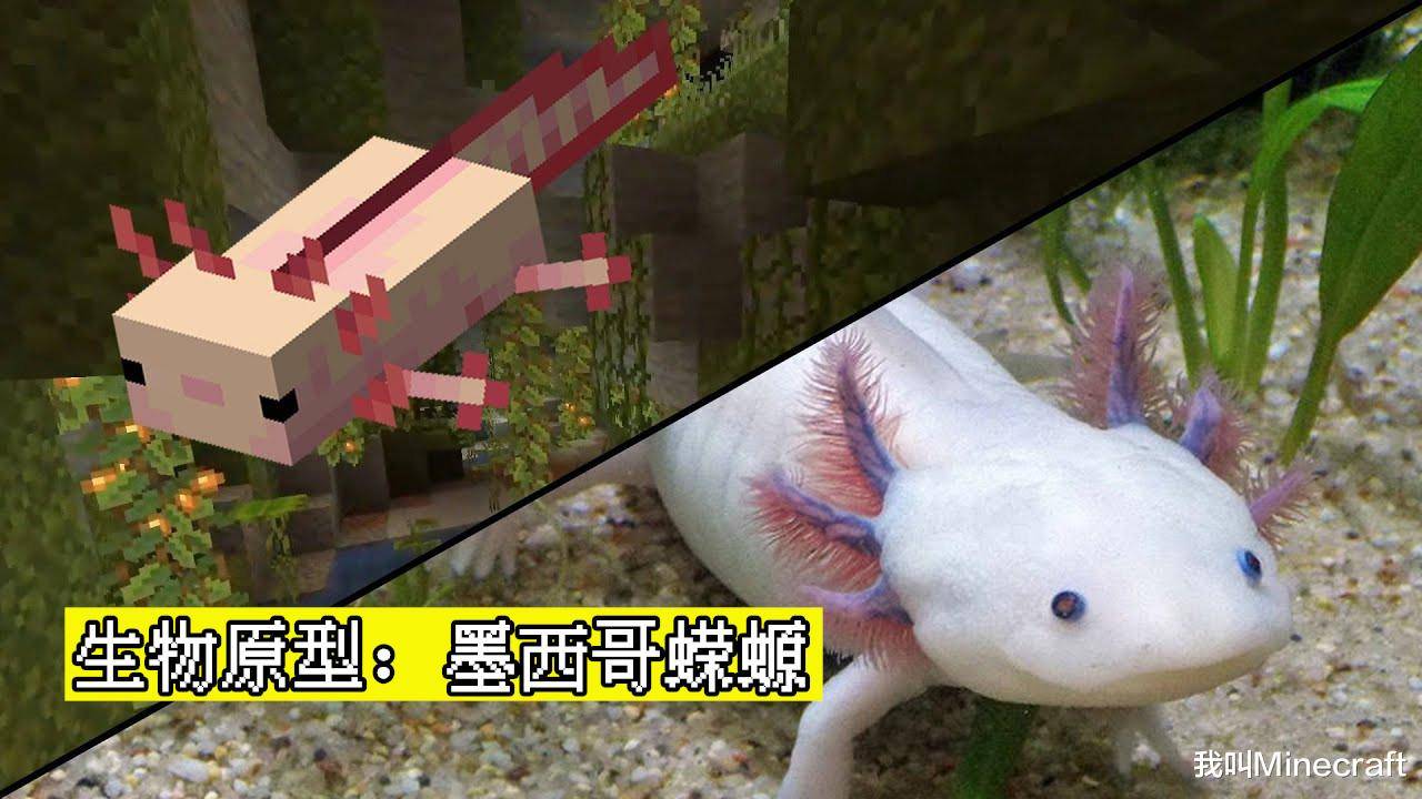 我的世界:详解1.17新生物"蝾螈"的11个秘密,会装死还会回血?