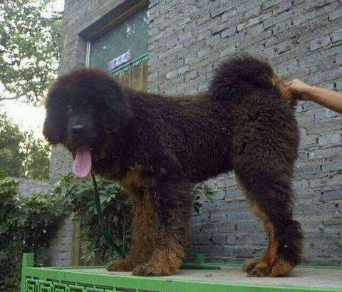 体型巨大的藏獒配种娇小的泰迪就生出这玩意儿出来