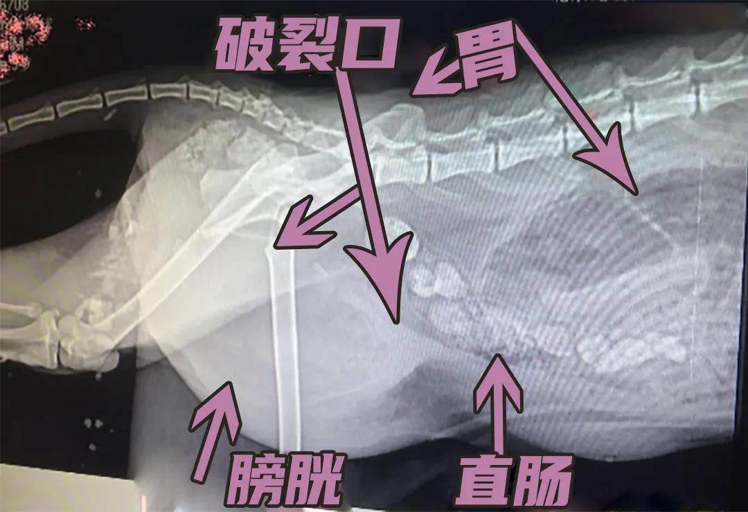 猫咪皮肤突然有肿块,除肿瘤还可能是「疝气」,了解下症状与治疗方法!