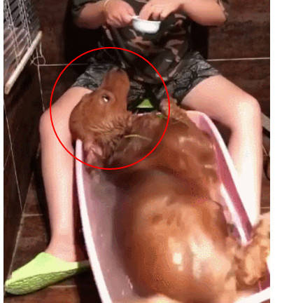 金毛滚完泥土回来后 主人冷静给它洗澡 洗到一半往水里加料时金毛的