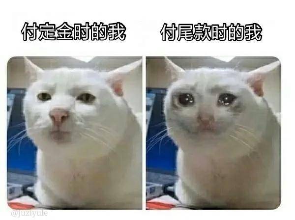 保貓還是保鐲子？小貓咪被3萬的金鐲子卡住腦袋……