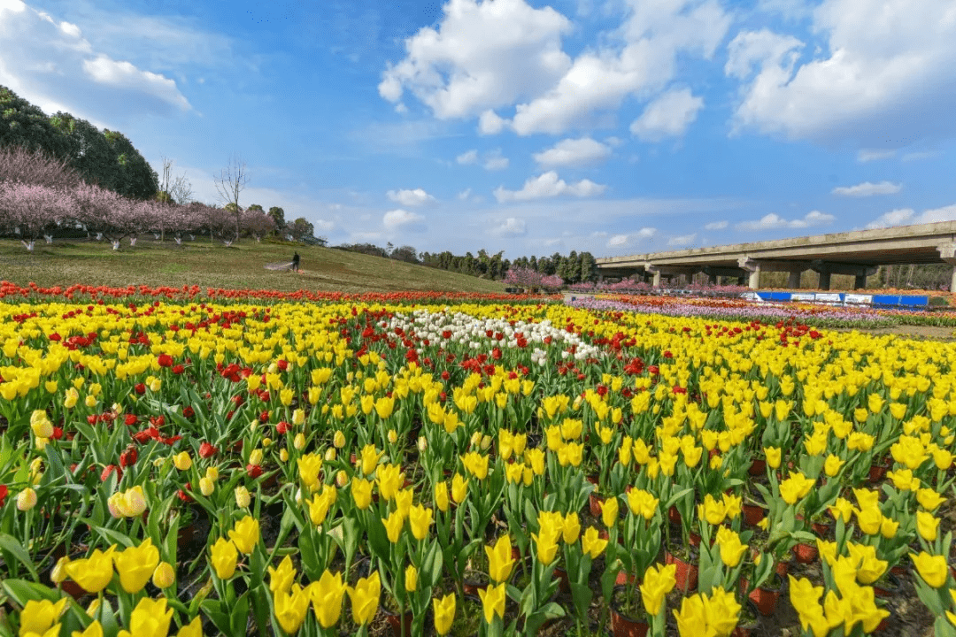 互联网 花卉:线上赏花买花,线下场景体验,三圣花乡新商机