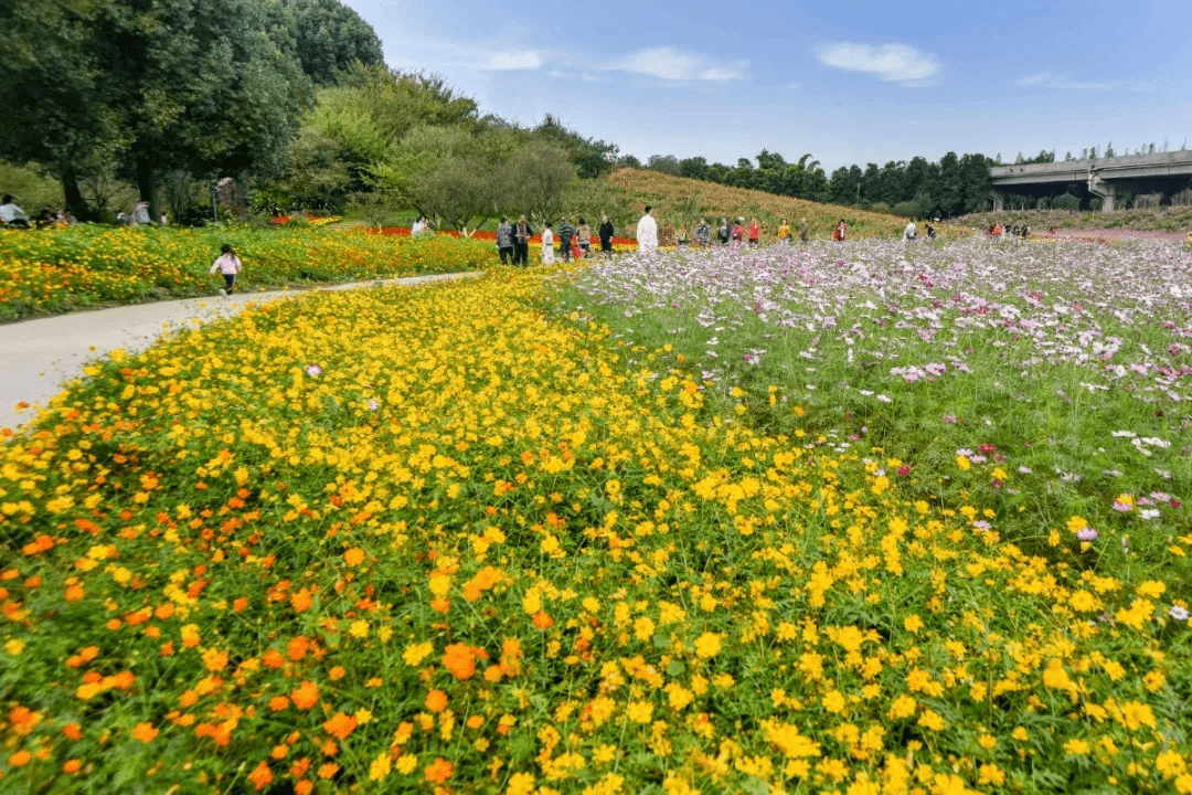 互联网花卉线上赏花买花线下场景体验三圣花乡新商机