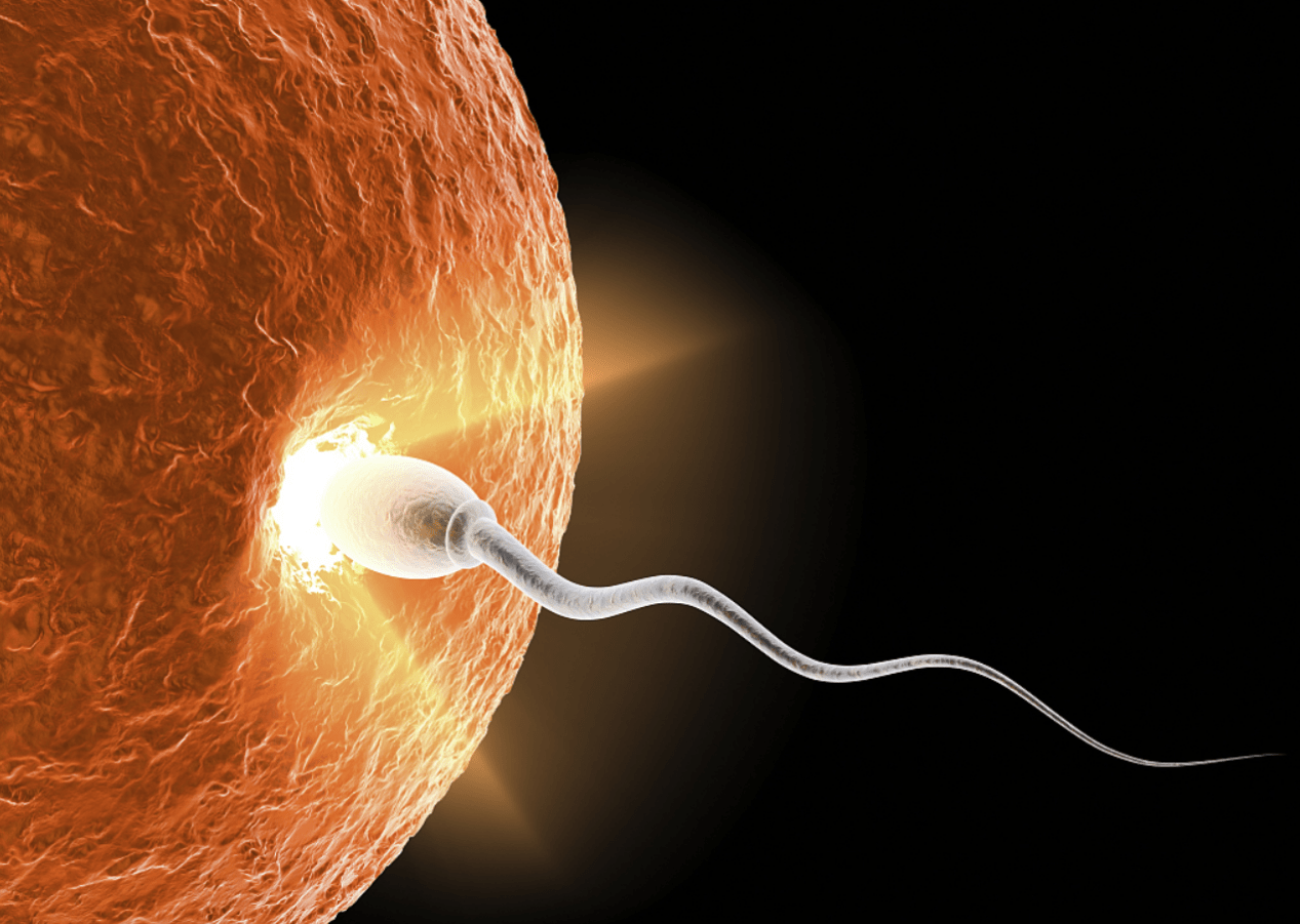 原创1枚精子要经过多少险关才能与卵子相遇看完才知道受孕有多难