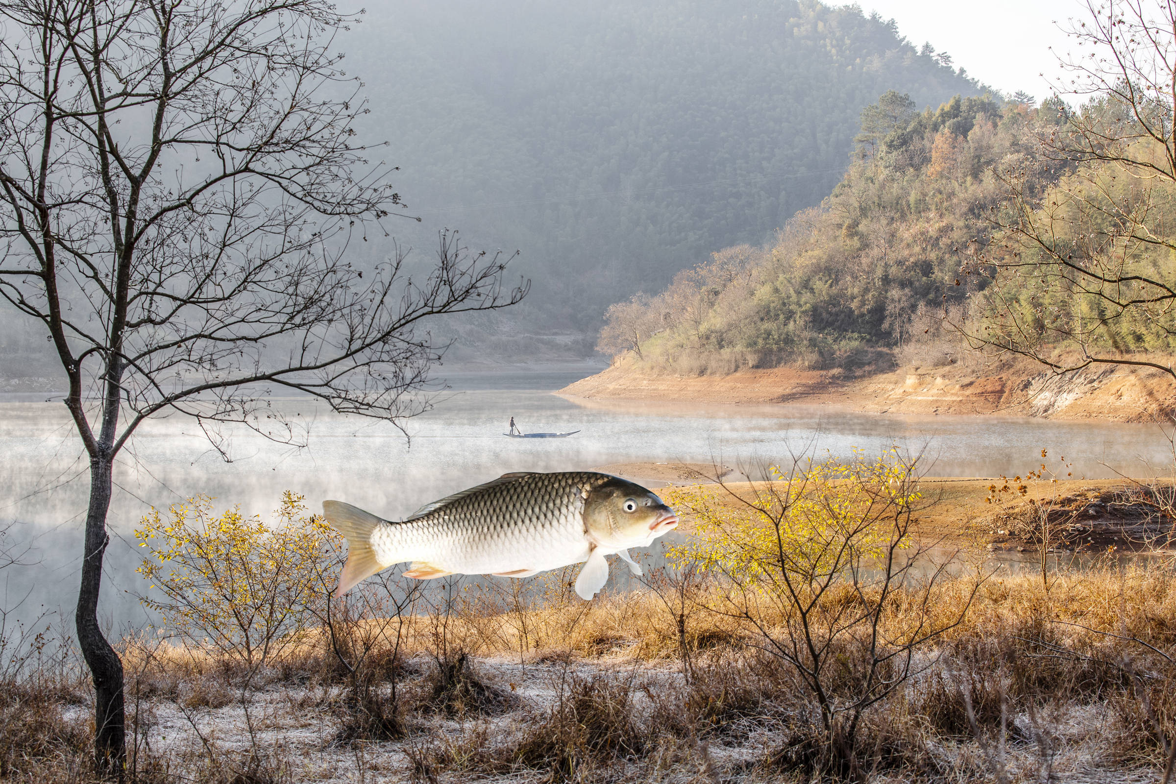 冬季釣鯉魚用哪種味型?冬釣鯉魚促飢餓技巧_手機搜狐網