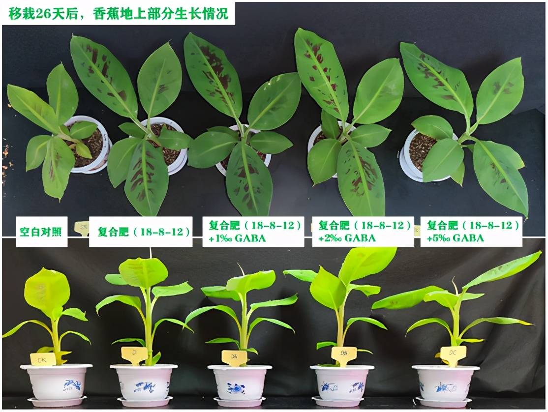 复合肥添加2‰gaba显著促进香蕉鲜重和根系生长的试验报告