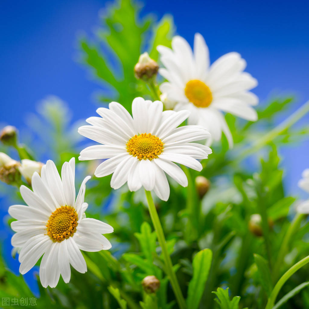 早安心语激励人心的24句话,唯美精致,令人振奋