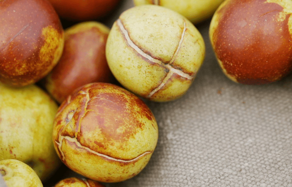 村宝网枣裂果发生的原因及防治措施