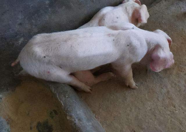 世界上最瘦的猪图片图片