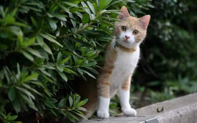 "土猫"和宠物猫之间,到底有多大的区别?