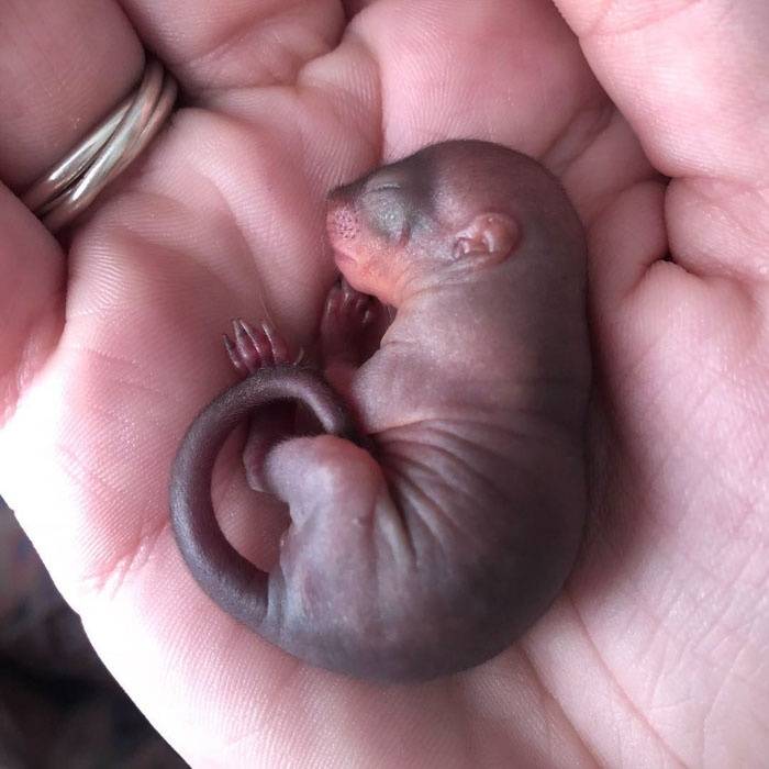 网友救一只野生的松鼠宝宝,它习惯与人类共同生活,不肯离开