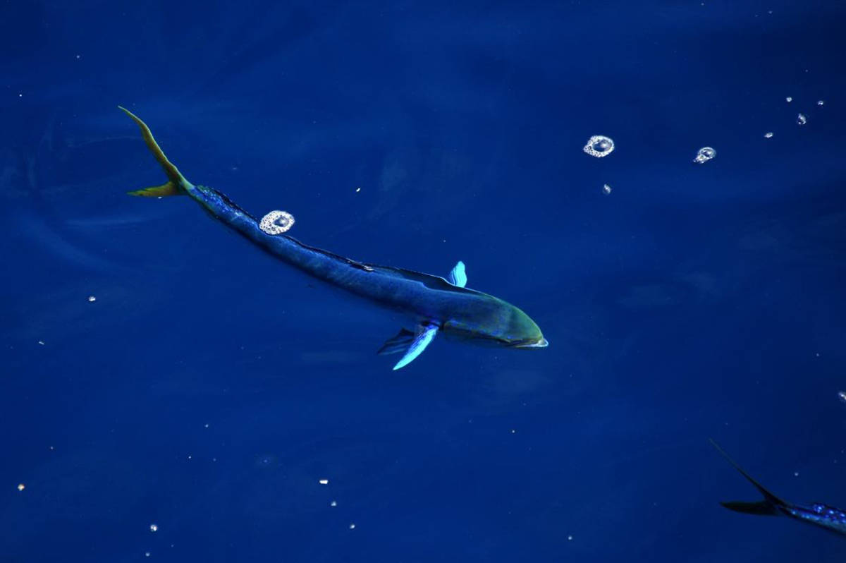 海狐狸鲯鳅为何出水即褪色海中漂泊76天的探险者因它获救