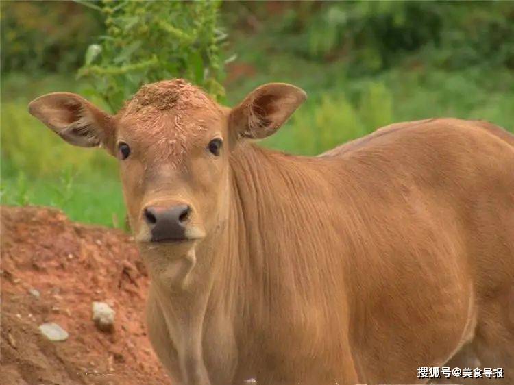 原創真潮汕牛肉丸,連潮汕都找不到了?