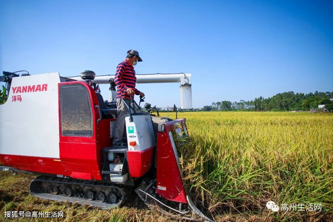 高州丰收来了_割禾