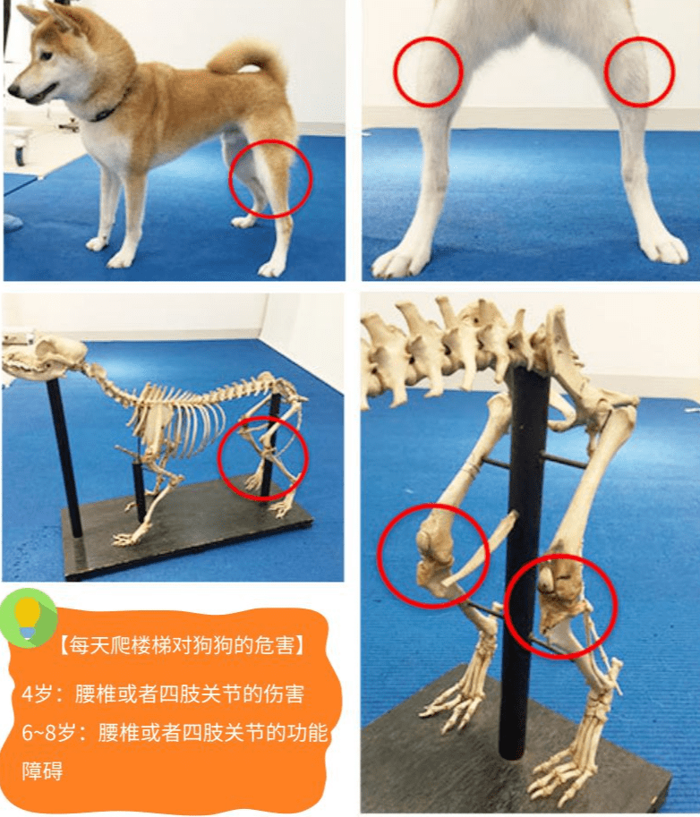 狗狗髋关节位置图片