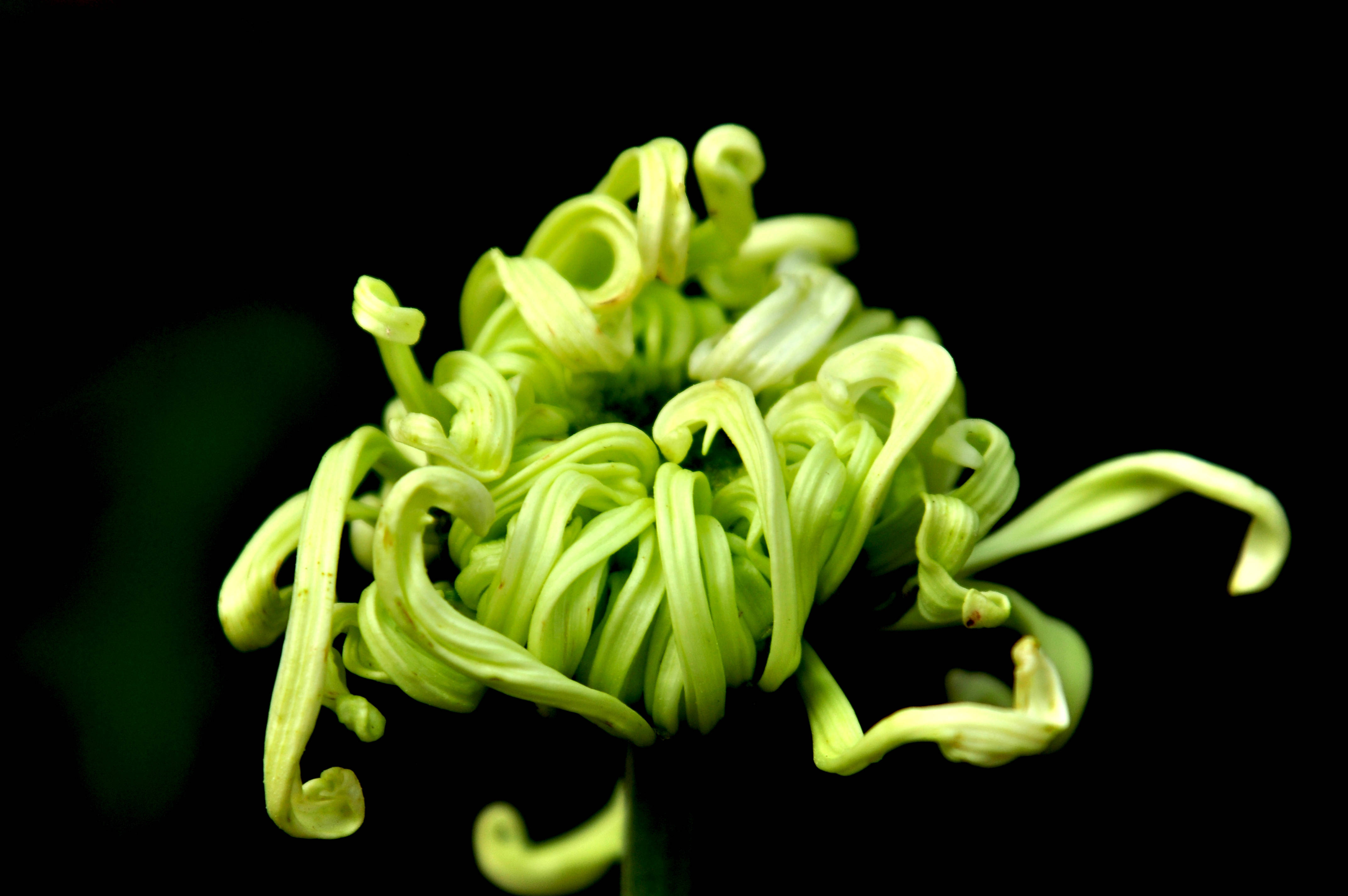 秋之花韵八颂菊