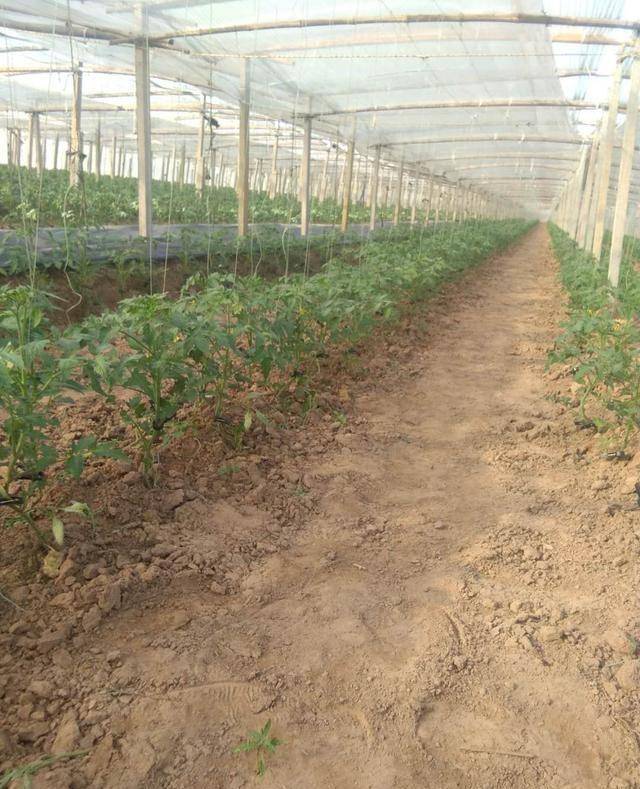 你的反季节西红柿为什么产量低?从育苗到丰收,掌握这几点是关键
