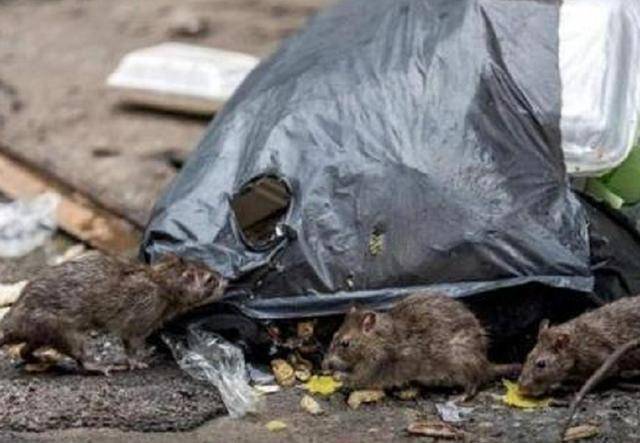 美国街头出现大批老鼠令当地群众惶恐不安为何不去干扰中国