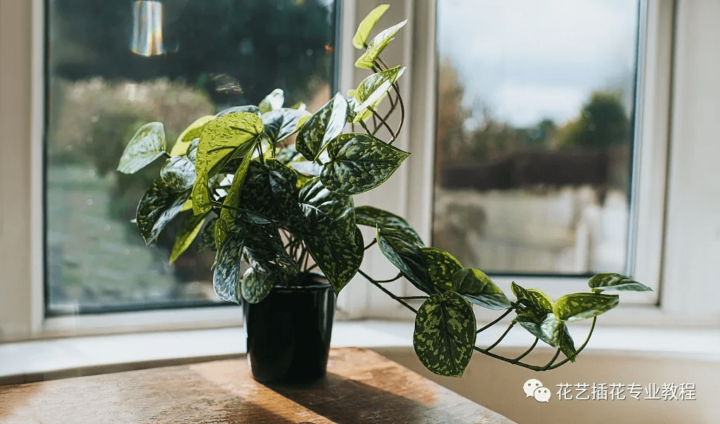 注意給植物進行遮陰,確保花卉避開陽光直射,將曬傷的植物放到陰涼通風