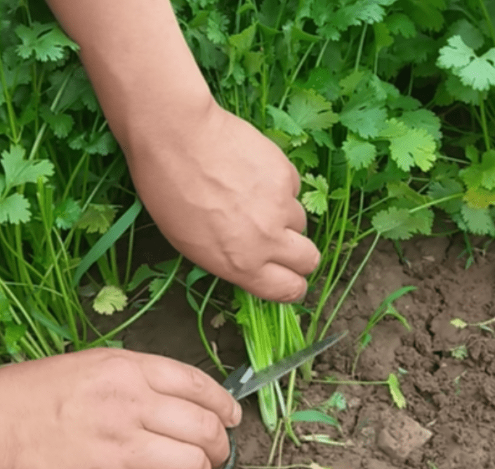 香菜抽薹影响口感和产量,香菜如何预防抽薹,看看老农民怎么做
