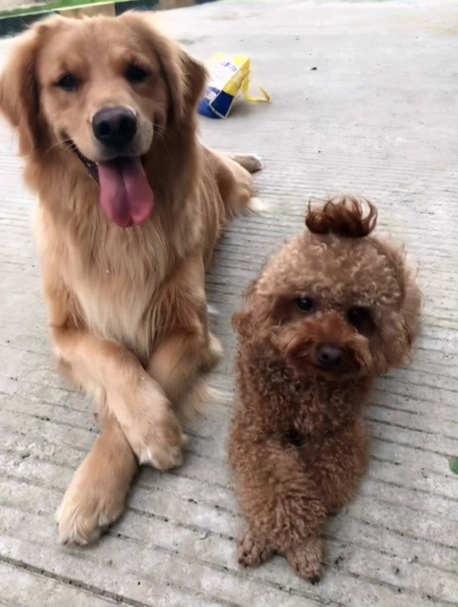 泰迪犬vs金毛犬,哪个更好养?