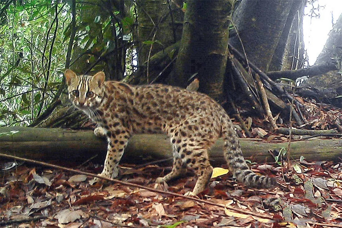 广东车八岭出现一野兽,头像野猫身似豹子,捕不到野兔只好吃老鼠