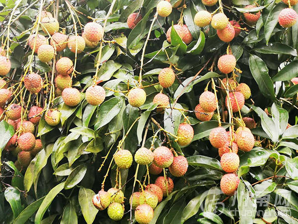 鏡像千年荔城甜美合江之荔枝古樹公園