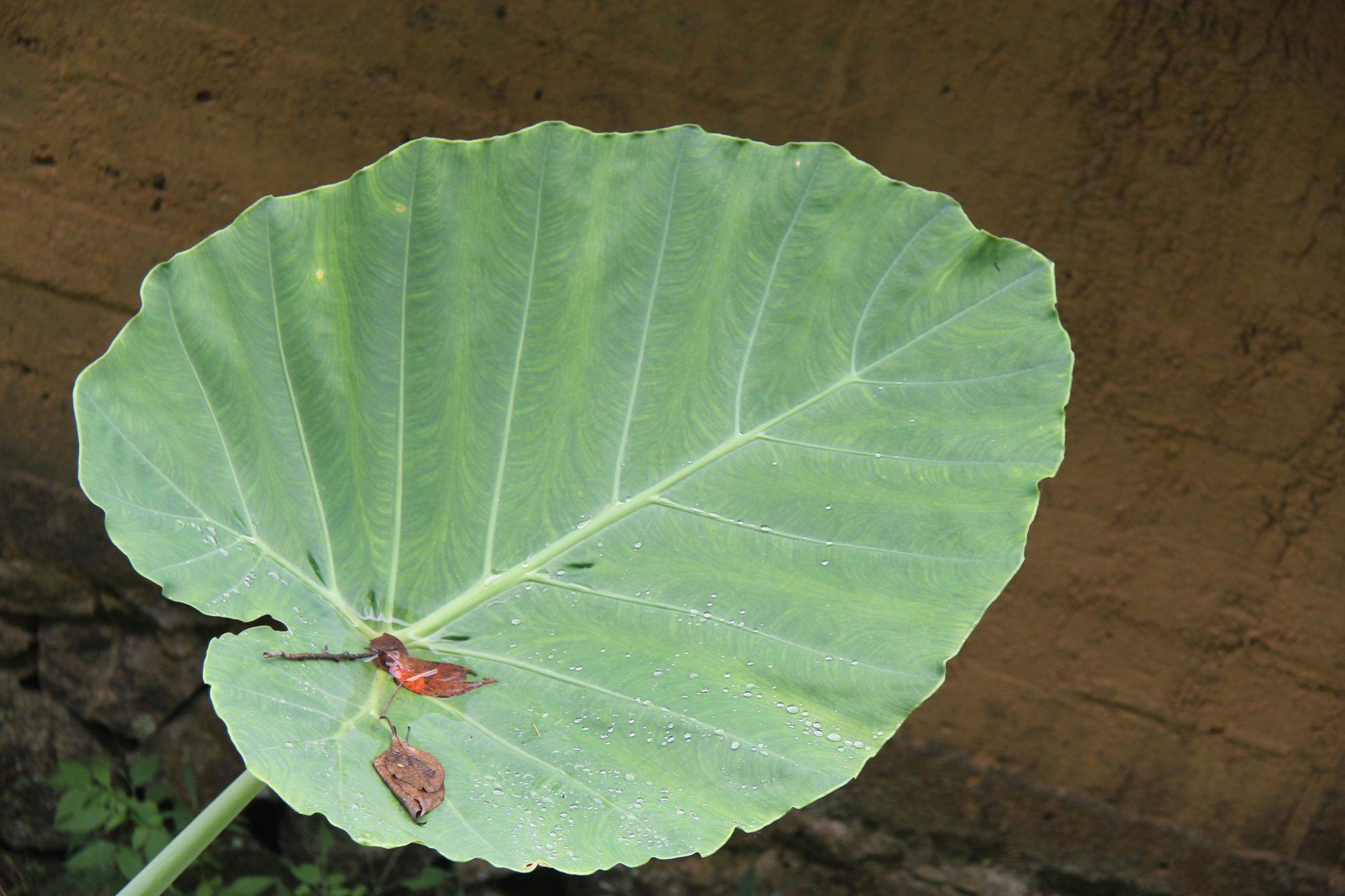 庆元植物1322-天南星科-芋属-大野芋_花序