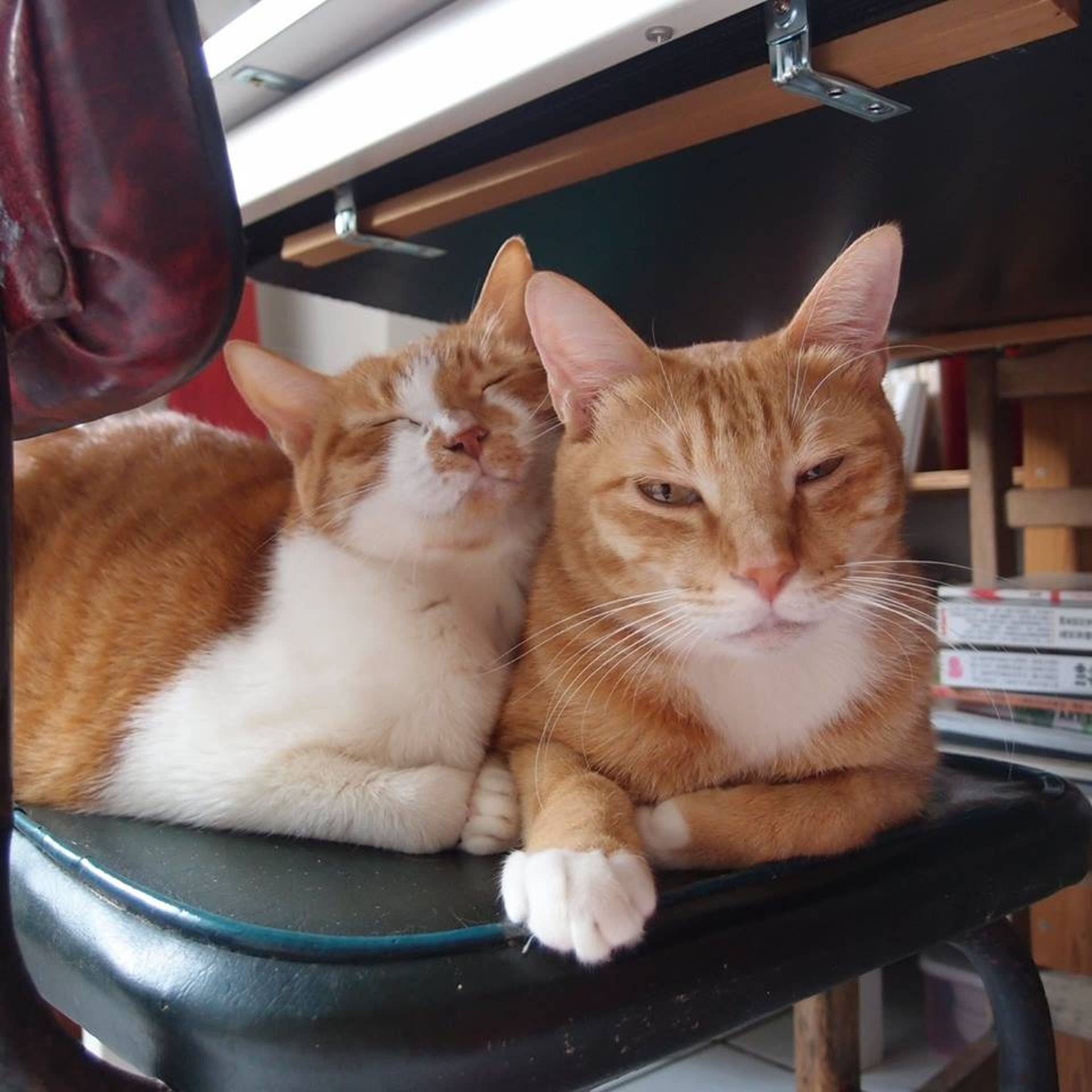 流浪橘猫猫受同伴排挤,只能与老鼠蟑螂做朋友!