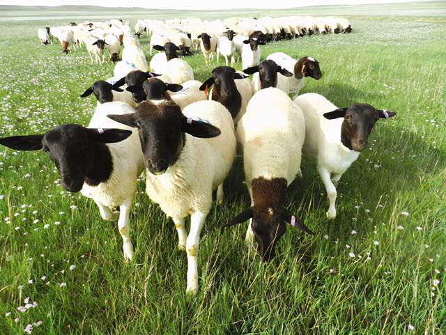 内蒙古羊品种图片