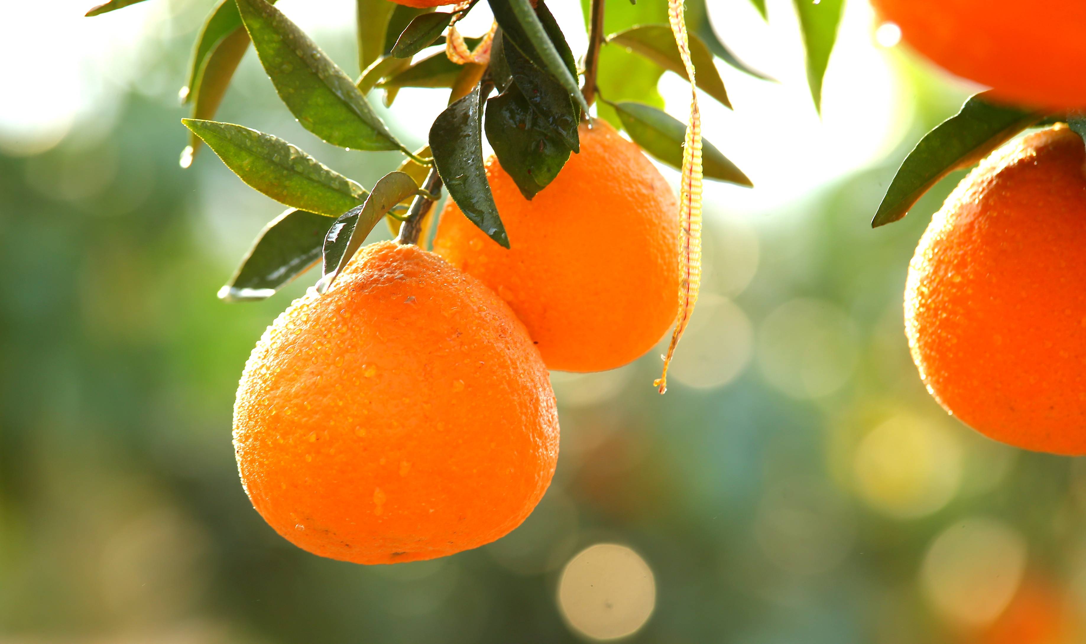橘子红了——湘南红柑橘喜获丰收,即将上市
