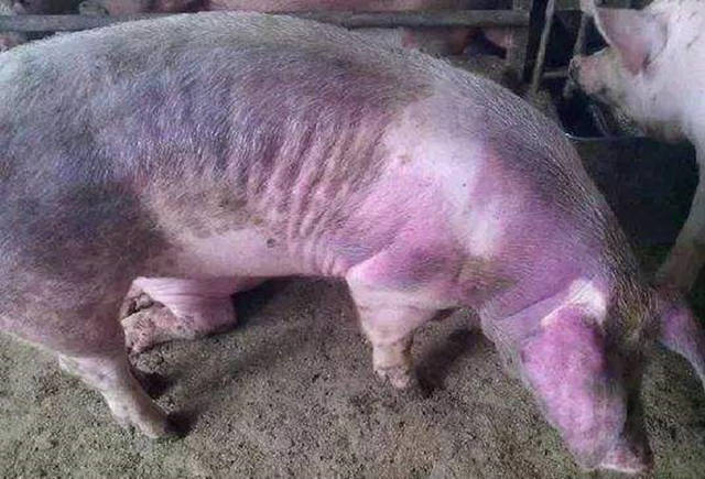 猪瘟有哪些症状 慢性图片