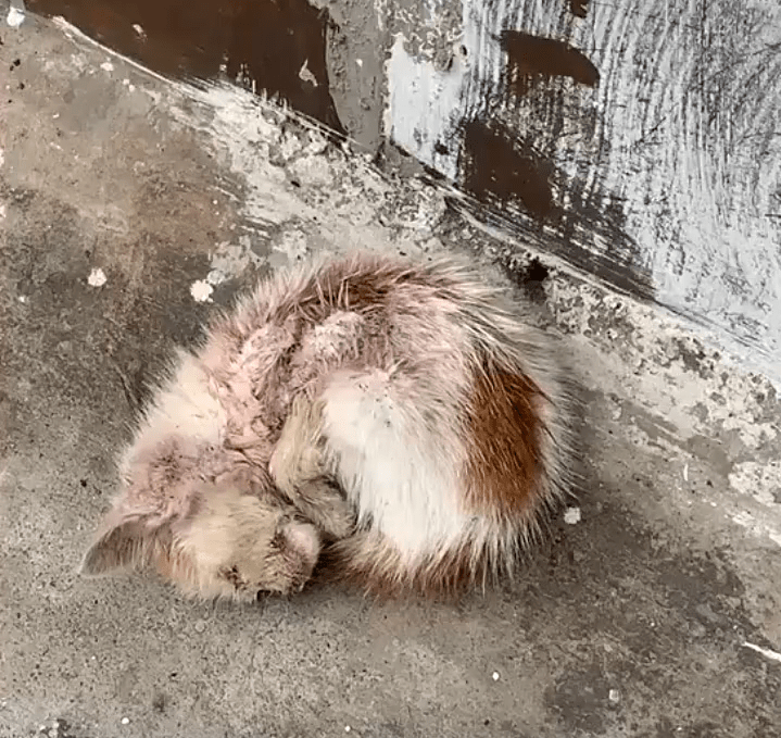 三个月的小奶猫,蜷缩在路边无人搭理,获救时体重还不到一斤