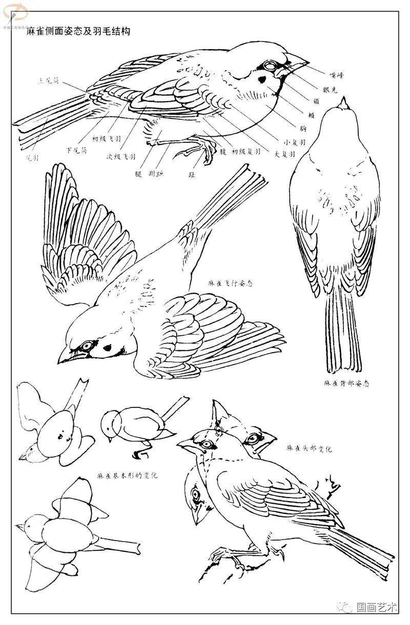 麻雀翅膀结构图图片