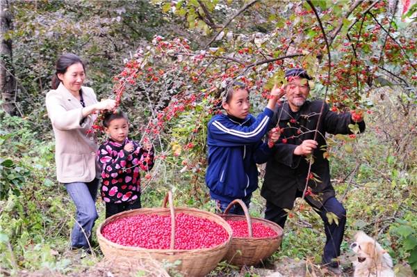 小小山茱萸富民大产业仲景宛西制药加盟药农旱涝保收