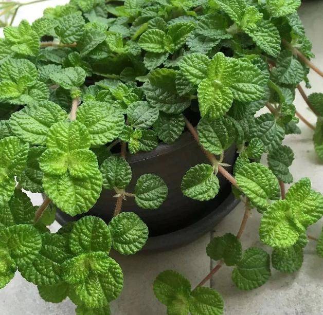 老烟鬼:该怎么消灭二手烟?盆栽它们,家人健康就有保障了!_植物