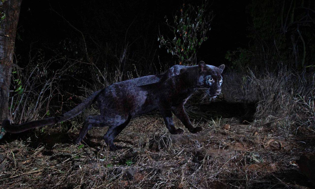 野猫巴士恐怖图片