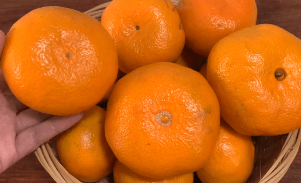 买橘子时,一定要挑母的,牢记这1点,保准桔子又甜又好吃